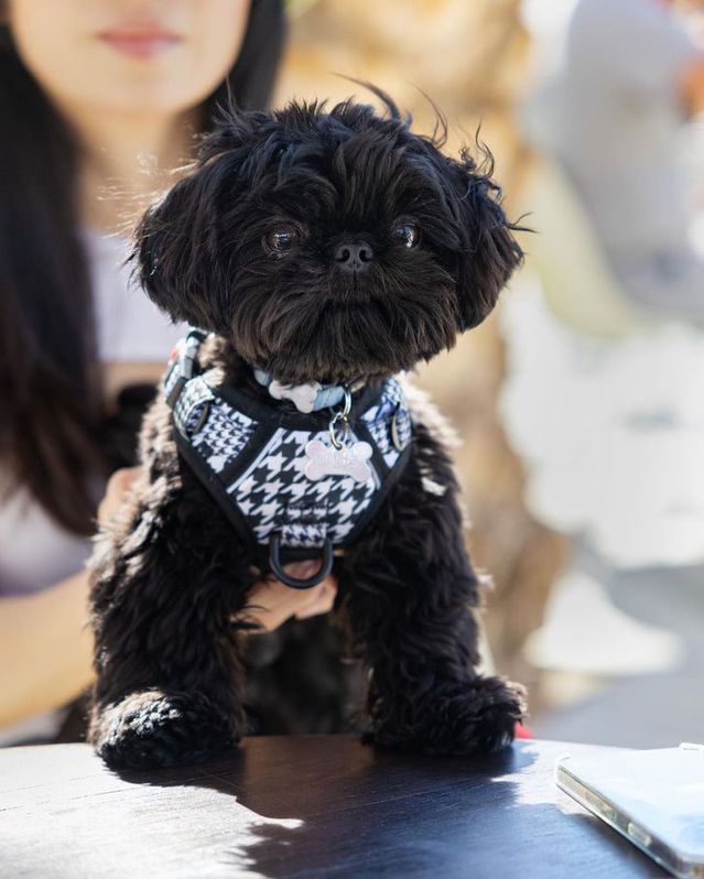 Zwergspitz - Shi-tzu Mix Welpe Zwergspitz - Shi-tzu Mix Welpe Tiere