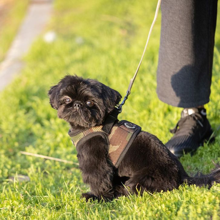 Zwergspitz - Shi-tzu Mix Welpe 2 Zwergspitz - Shi-tzu Mix Welpe Tiere 2