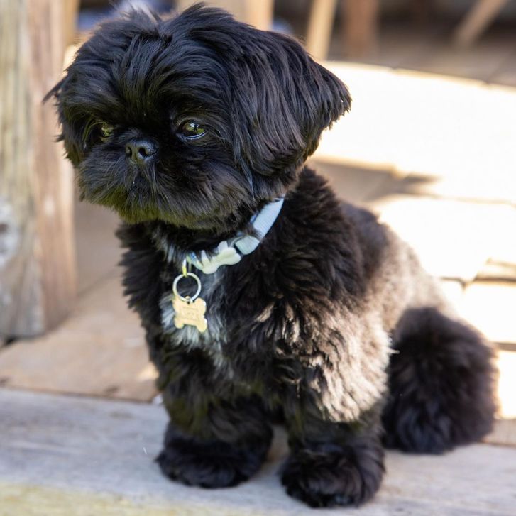 Zwergspitz - Shi-tzu Mix Welpe 3 Zwergspitz - Shi-tzu Mix Welpe Tiere 3