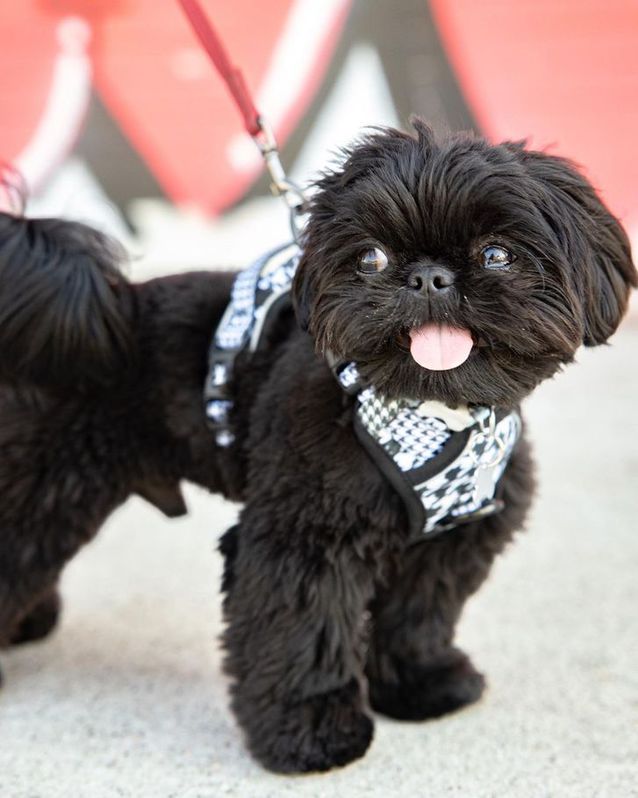 Zwergspitz - Shi-tzu Mix Welpe 4 Zwergspitz - Shi-tzu Mix Welpe Tiere 4