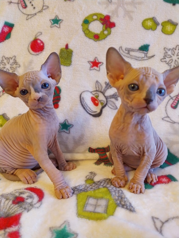 13 Wochen alte Sphynx haarlose Kätzchen erhältlich 13 Wochen alte Sphynx haarlose Kätzchen erhältlich Tiere