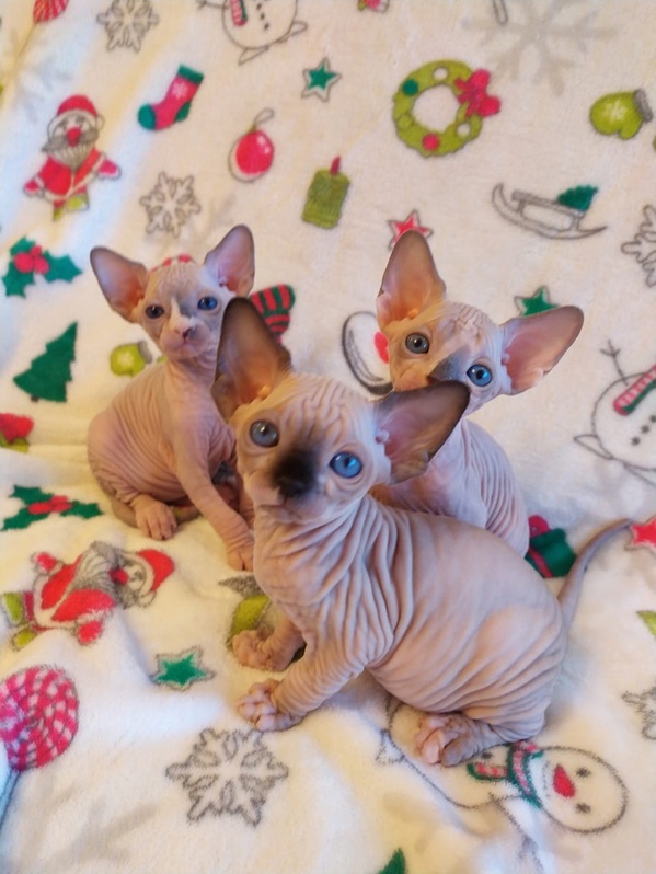 13 Wochen alte Sphynx haarlose Kätzchen erhältlich 2 13 Wochen alte Sphynx haarlose Kätzchen erhältlich Tiere 2