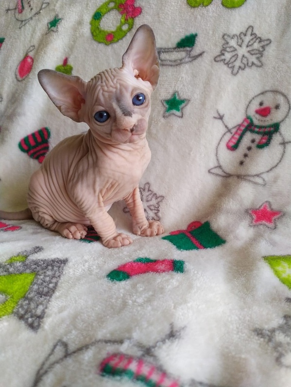 13 Wochen alte Sphynx haarlose Kätzchen erhältlich 3 13 Wochen alte Sphynx haarlose Kätzchen erhältlich Tiere 3