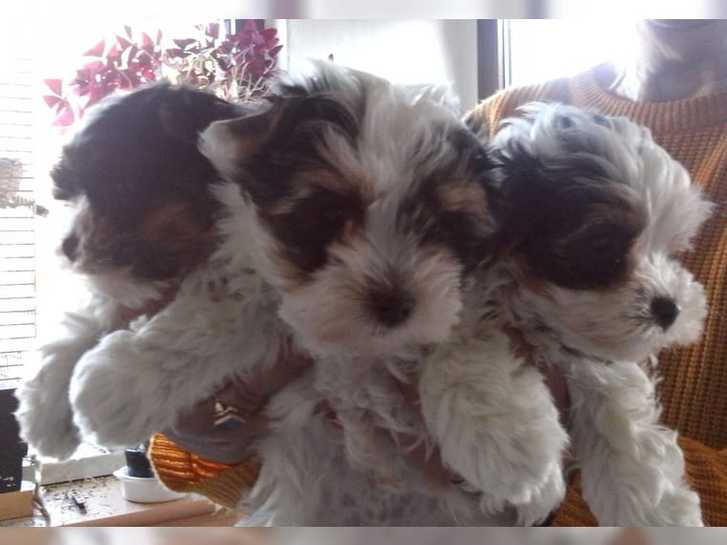 Wunderschöne Biewer Yorkshire Terrier 2 Wunderschöne Biewer Yorkshire Terrier Antiquitaeten 2