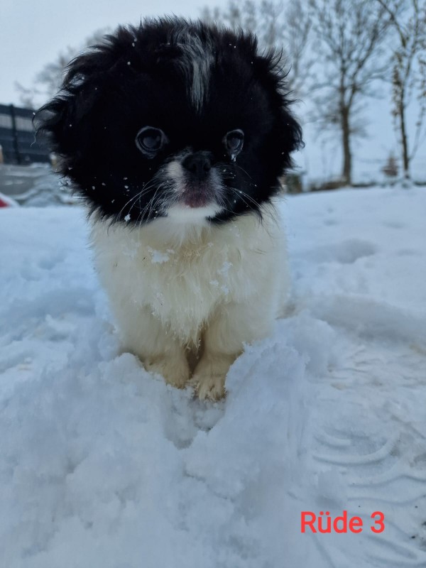 3 von 5 hbschen familiren Pekingnese Welpen  Tiere 2