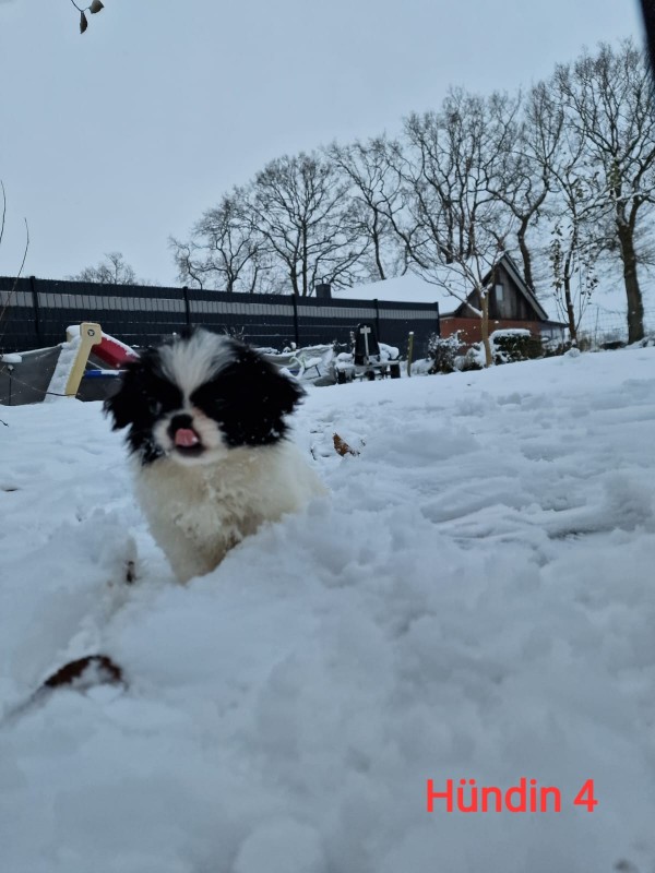 3 von 5 hbschen familiren Pekingnese Welpen  Tiere 3