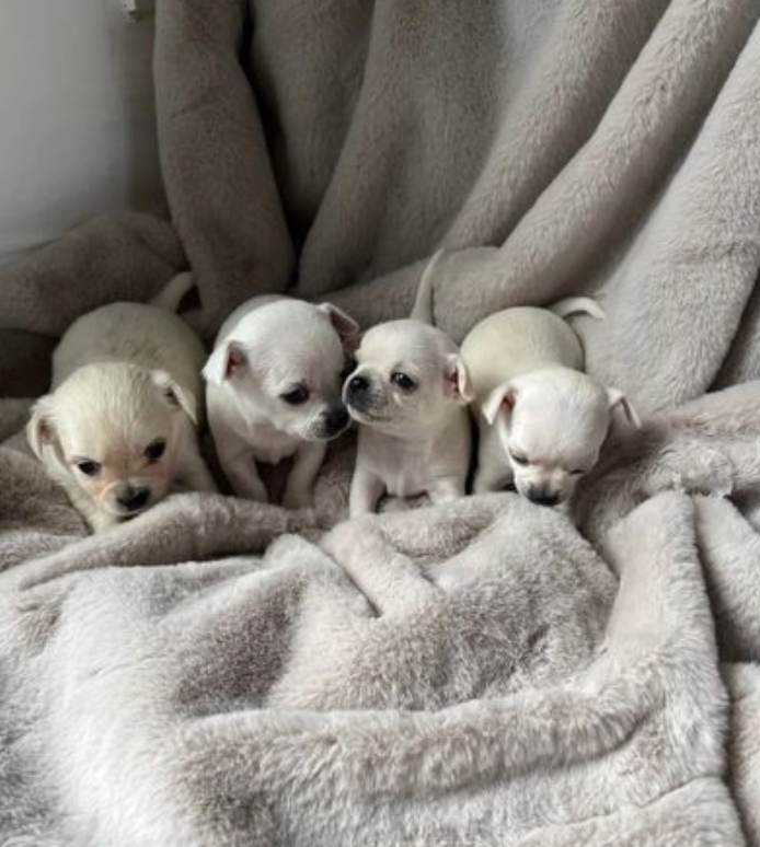 4 Chihuahua-Welpen zu verkaufen. 3 Mnner und 1 Frau Tiere