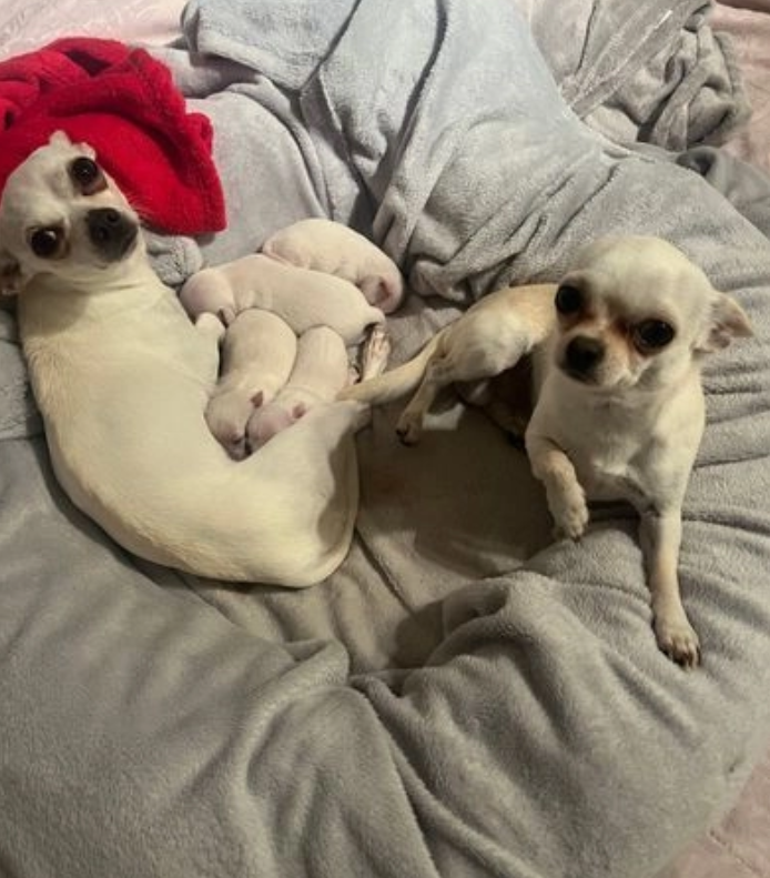 4 Chihuahua-Welpen zu verkaufen. 3 Mnner und 1 Frau Tiere 3