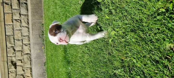 American bulldog welpen  Tiere