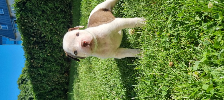 American bulldog welpen  Tiere 2