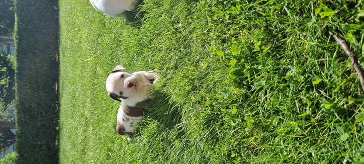 American bulldog welpen  Tiere 4