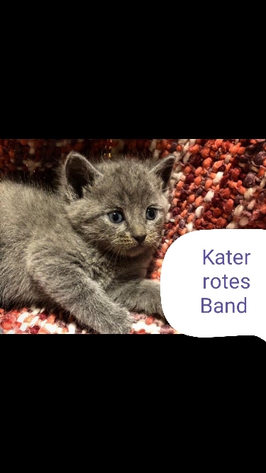 BKH Kitten reinrassig Lilac & Blue Tiere 4