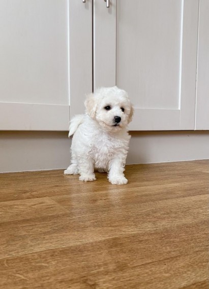 Bichon Frise Bichon Frise Tiere