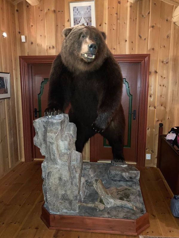 Braunbär Präparat aus Kamtschatka Braunbär Präparat aus Kamtschatka Haushalt