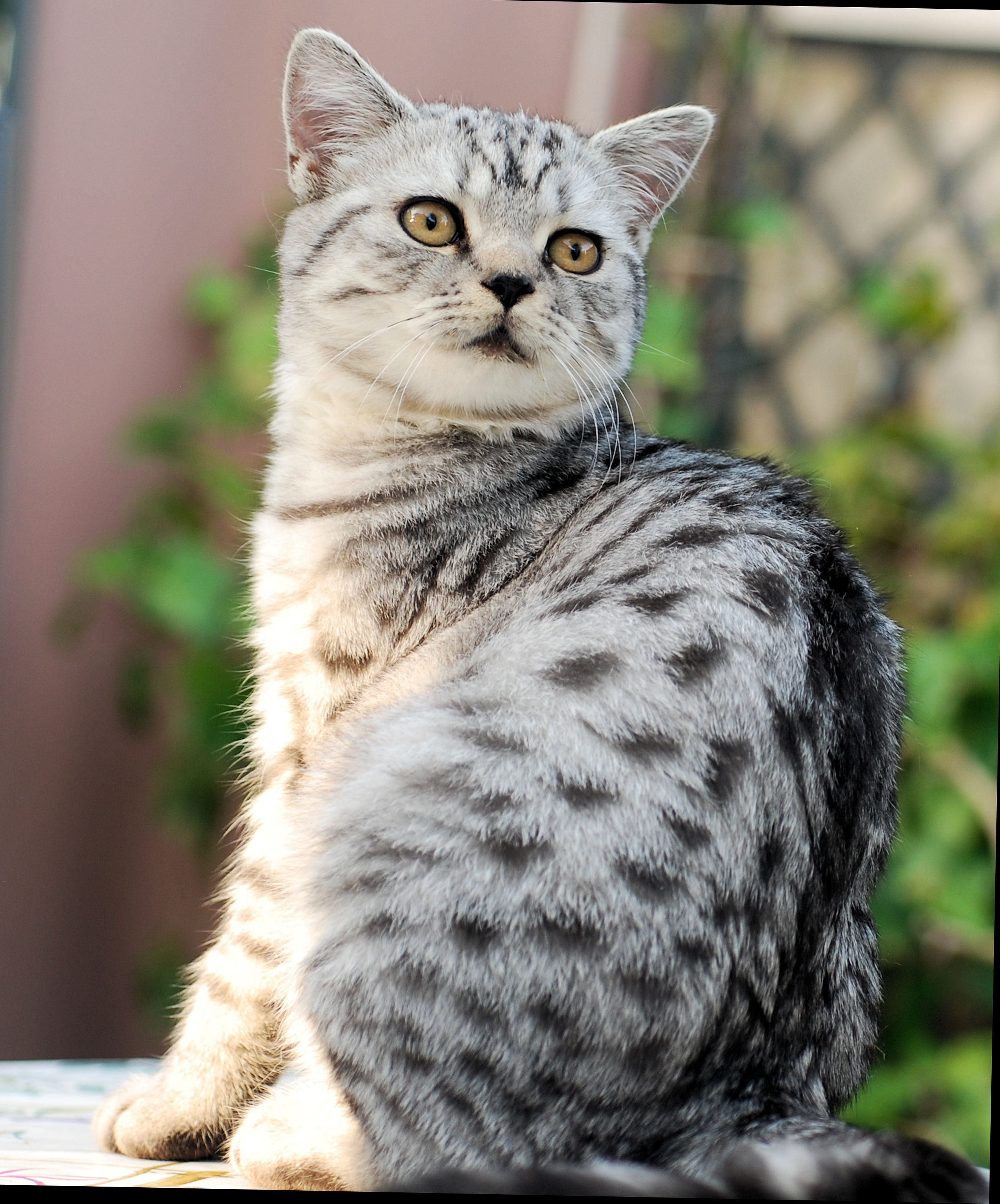 Britisch Kurzhaar Kater, 5 Monate alt