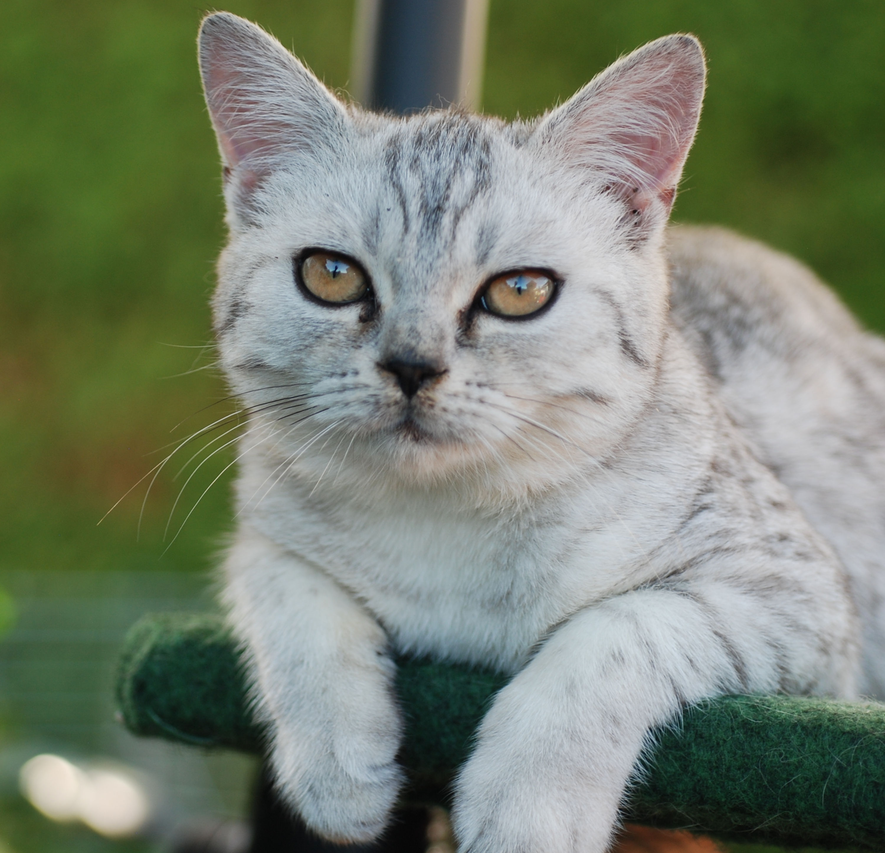 Britisch Kurzhaar Kater, 5 Monate alt Tiere 2