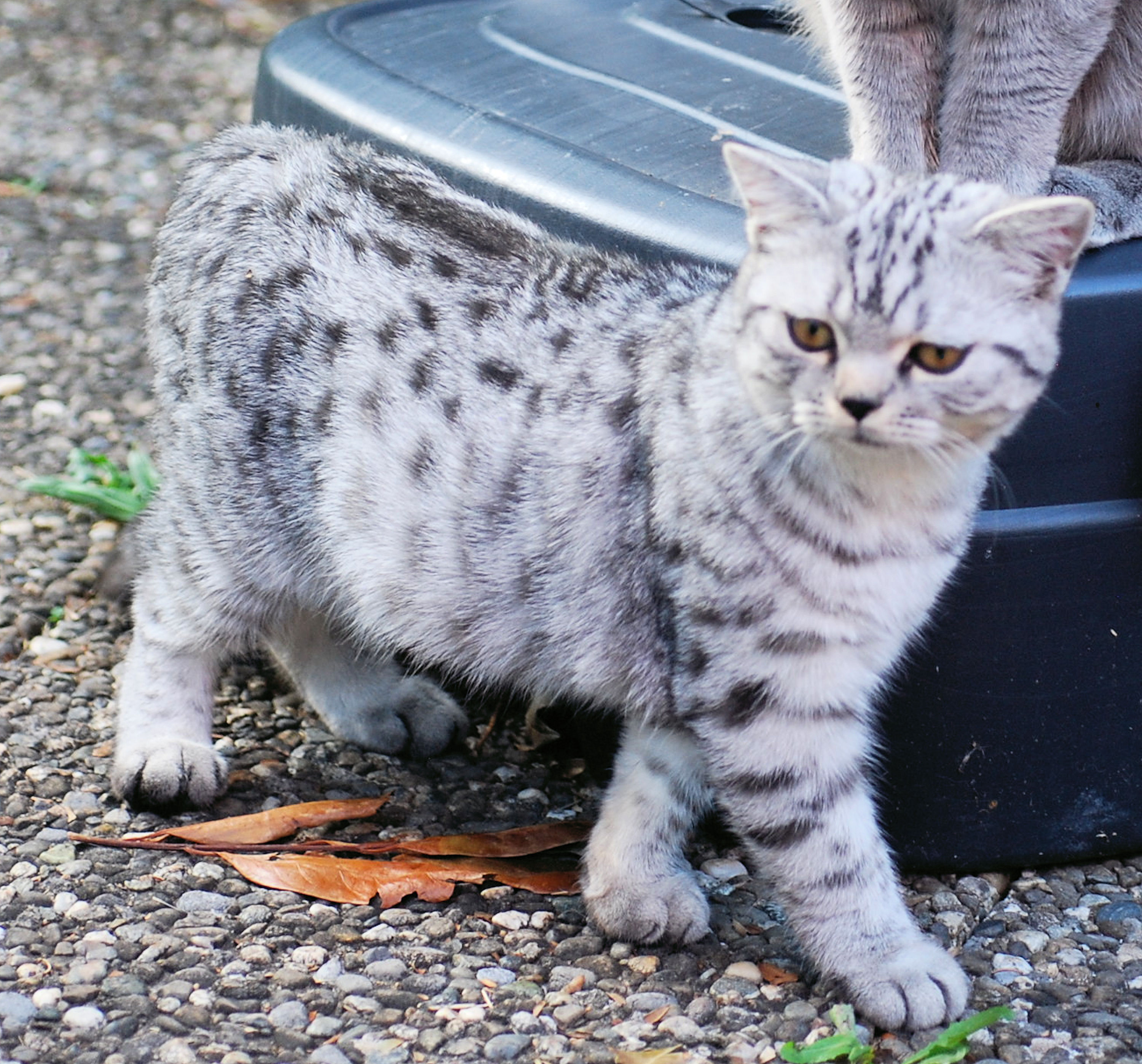 Britisch Kurzhaar Kater, 5 Monate alt Tiere 3