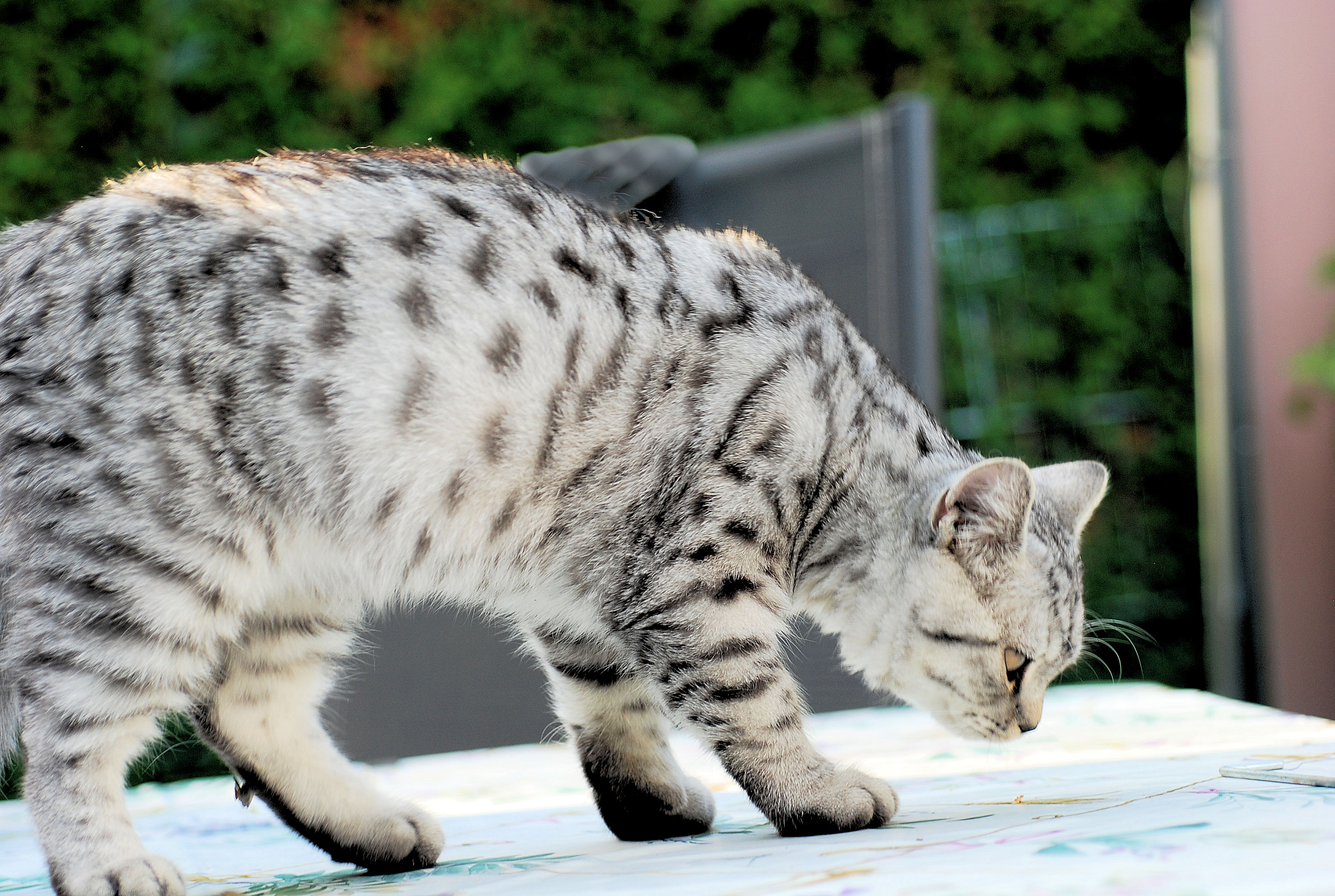 Britisch Kurzhaar Kater, 5 Monate alt Tiere 4