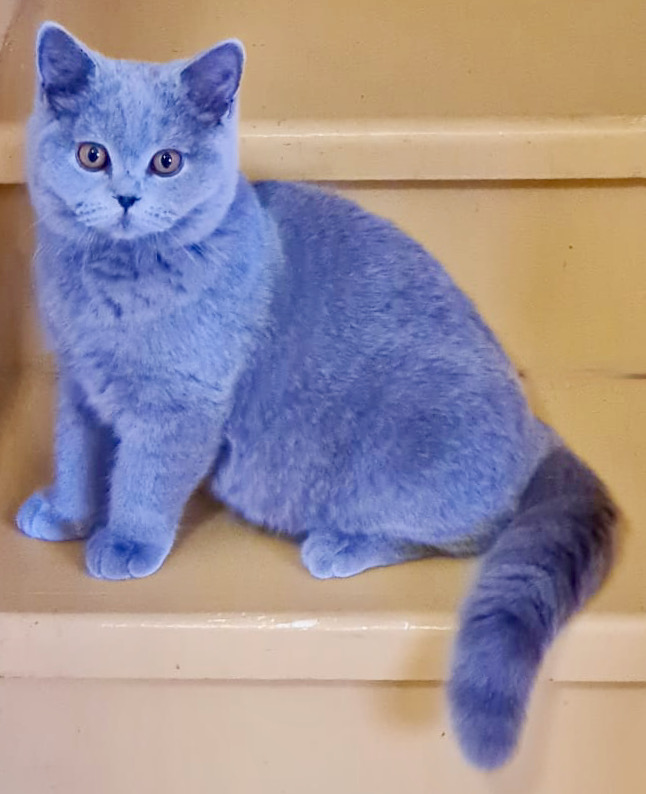 Britisch Kurzhaar Kater aus dem Zucht für Züchter oder für Aussteller !!! Britisch Kurzhaar Kater aus dem Zucht für Züchter oder für Aussteller !!! Tiere