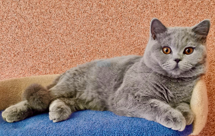 Britisch Kurzhaar Kater aus dem Zucht für Züchter oder für Aussteller !!! 2 Britisch Kurzhaar Kater aus dem Zucht für Züchter oder für Aussteller !!! Tiere 2
