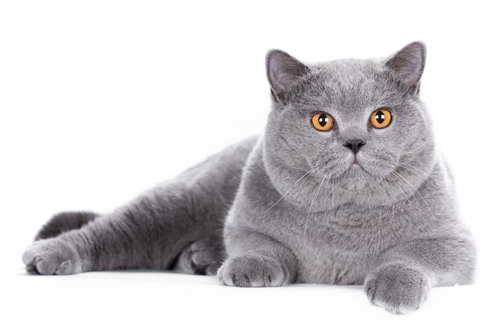 Britisch Kurzhaar Kater aus dem Zucht für Züchter oder für Aussteller !!! 3 Britisch Kurzhaar Kater aus dem Zucht für Züchter oder für Aussteller !!! Tiere 3