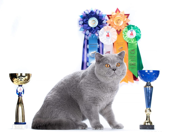 Britisch Kurzhaar Kater aus dem Zucht für Züchter oder für Aussteller !!! 4 Britisch Kurzhaar Kater aus dem Zucht für Züchter oder für Aussteller !!! Tiere 4