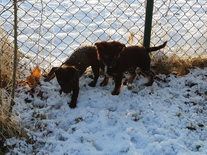 Chihuahua-Misch-Welpen suchen noch ein Zuhause 2 Chihuahua-Misch-Welpen suchen noch ein Zuhause Tiere 2