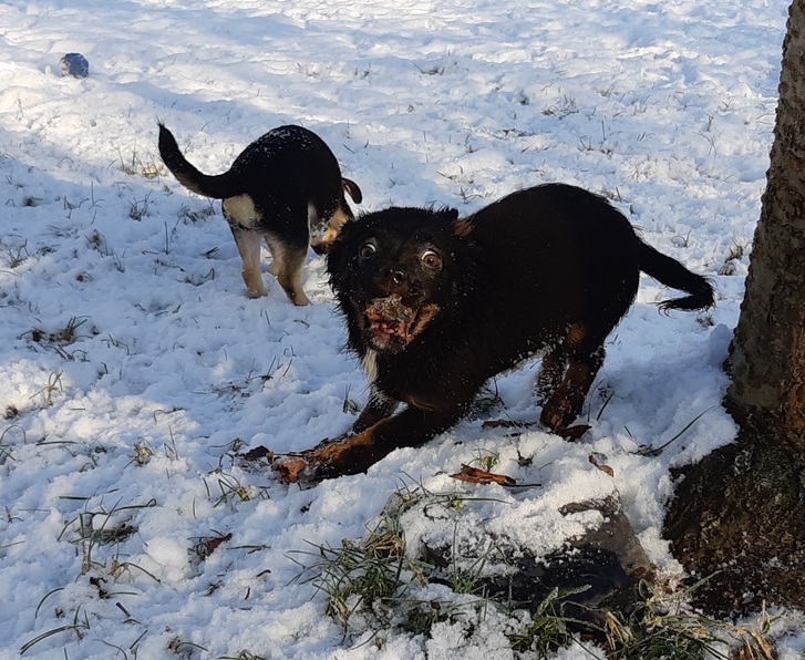 Chihuahua-Misch-Welpen suchen noch ein Zuhause 3 Chihuahua-Misch-Welpen suchen noch ein Zuhause Tiere 3