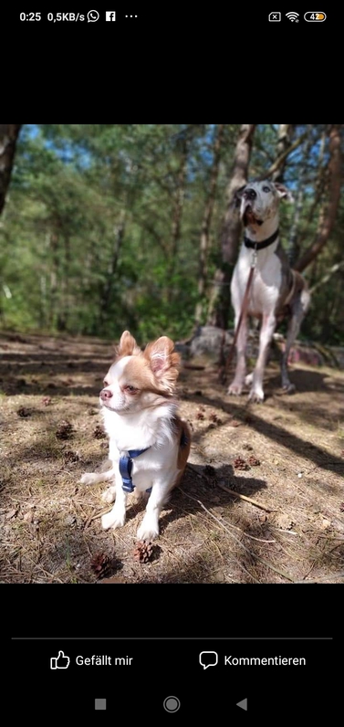 Chihuahua Welpe ( langhaar) 4 Chihuahua Welpe ( langhaar) Tiere 4