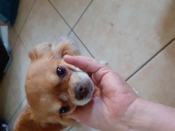 Chihuahua Welpen ab November 21 ab zu geben Chihuahua Welpen ab November 21 ab zu geben Tiere