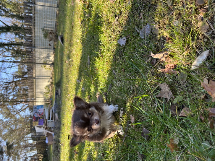 Ein Chihuahua Rüde sucht ein neues zu Hause  Tiere 2