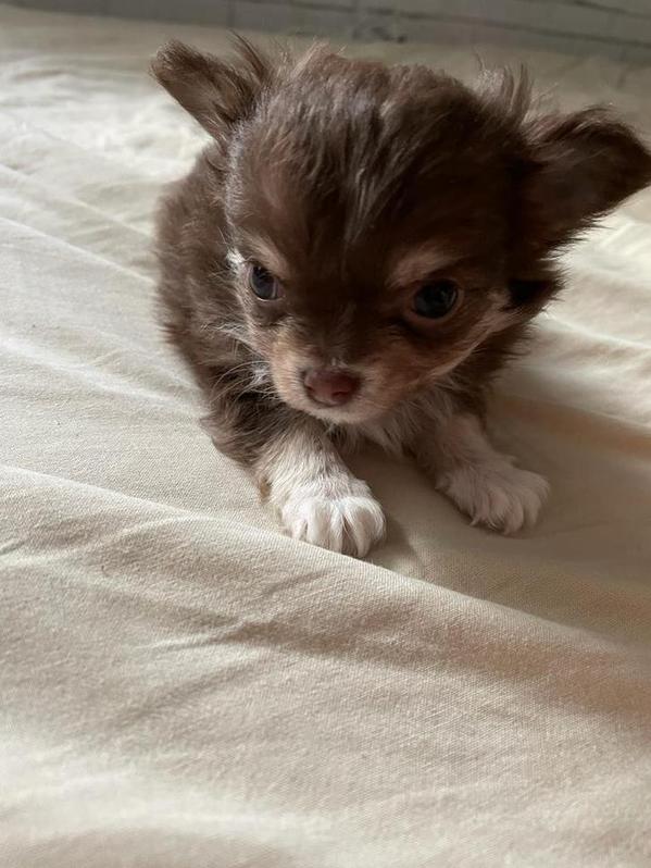 Ein Chihuahua Rde sucht ein neues zu Hause  Tiere 3