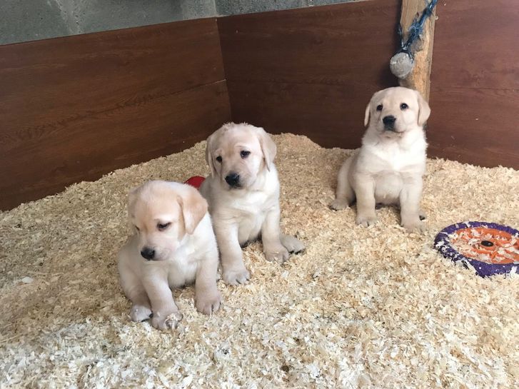 Entzckende Labrador Welpen zu verkaufen. Tiere