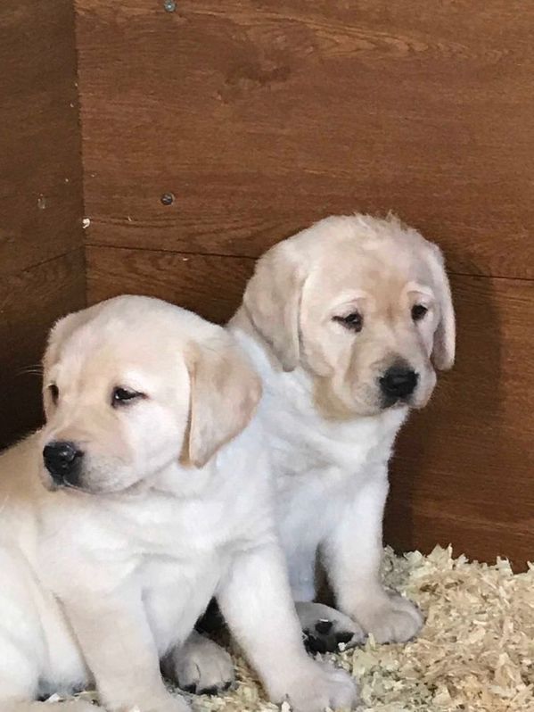 Entzckende Labrador Welpen zu verkaufen. Tiere 2