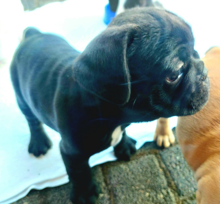 Französische Bulldoggen Welpen  Tiere