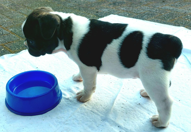 Französische Bulldoggen Welpen 2 Französische Bulldoggen Welpen Tiere 2