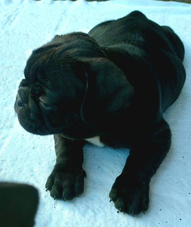 Französische Bulldoggen Welpen 3 Französische Bulldoggen Welpen Tiere 3