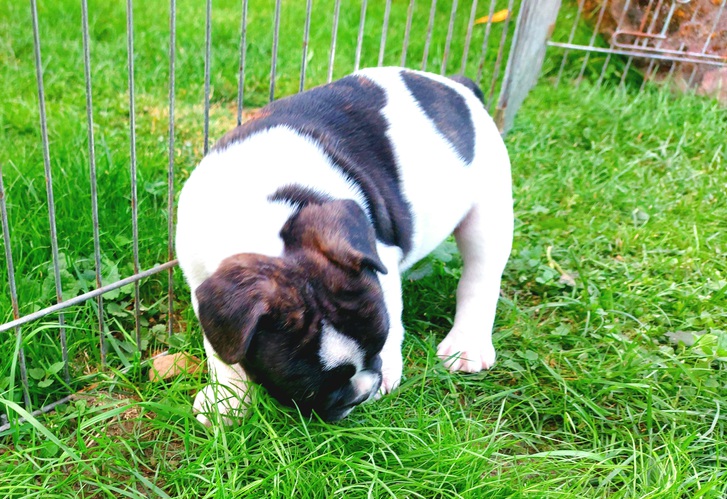 Französische Bulldoggen Welpen 4 Französische Bulldoggen Welpen Tiere 4