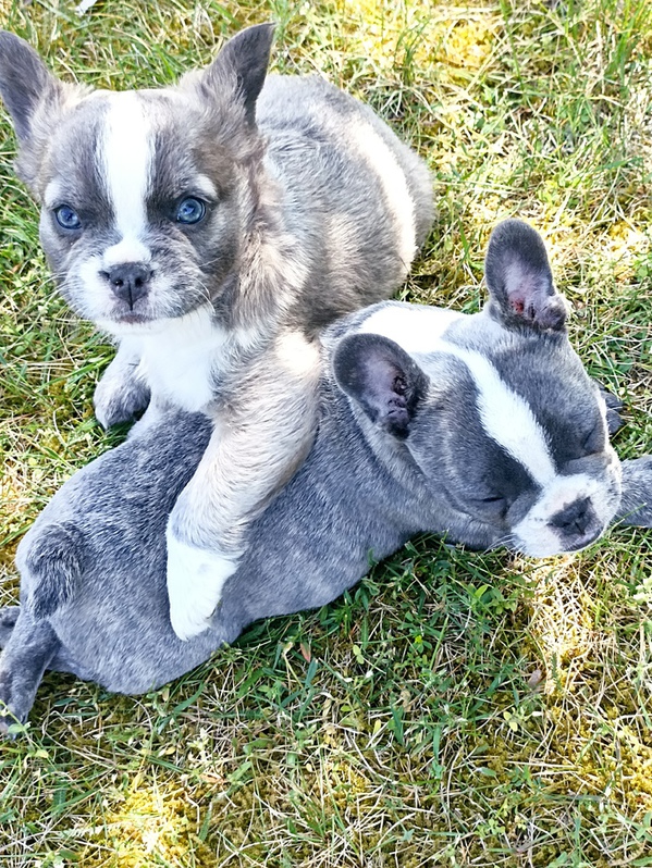 Franzsische Bulldoggen Welpen mit Ahnentafel Tiere 2