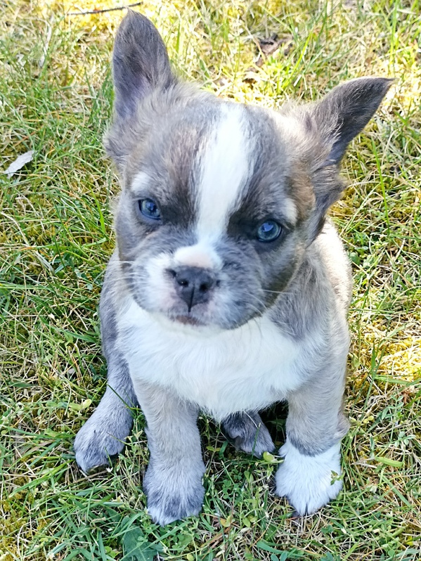 Franzsische Bulldoggen Welpen mit Ahnentafel Tiere 3