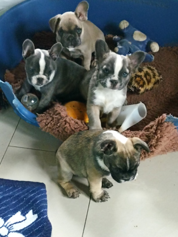 Franzsische Bulldoggen Welpen mit Ahnentafel Tiere 4