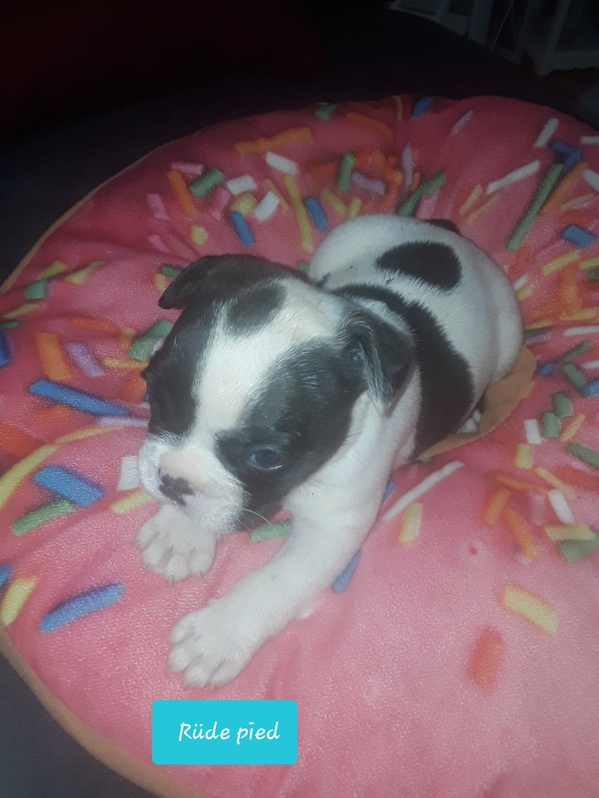 Französische Bulldoggen suchen ab den 21.06.2021 Französische Bulldoggen suchen ab den 21.06.2021 Tiere