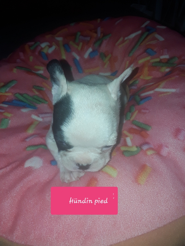 Französische Bulldoggen suchen ab den 21.06.2021 4 Französische Bulldoggen suchen ab den 21.06.2021 Tiere 4