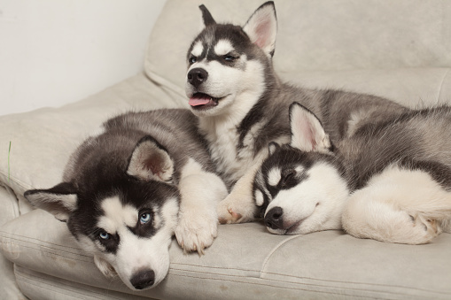 Gesunde Siberian Husky Welpen Gesunde Siberian Husky Welpen Tiere