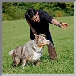 Hundeschule, Problemhunde, Hundephysiotherapie, Fotoshootings 2 Hundeschule, Problemhunde, Hundephysiotherapie, Fotoshootings Tiere 2