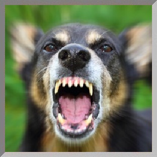 Hundeschule, Problemhunde, Hundephysiotherapie, Fotoshootings 3 Hundeschule, Problemhunde, Hundephysiotherapie, Fotoshootings Tiere 3