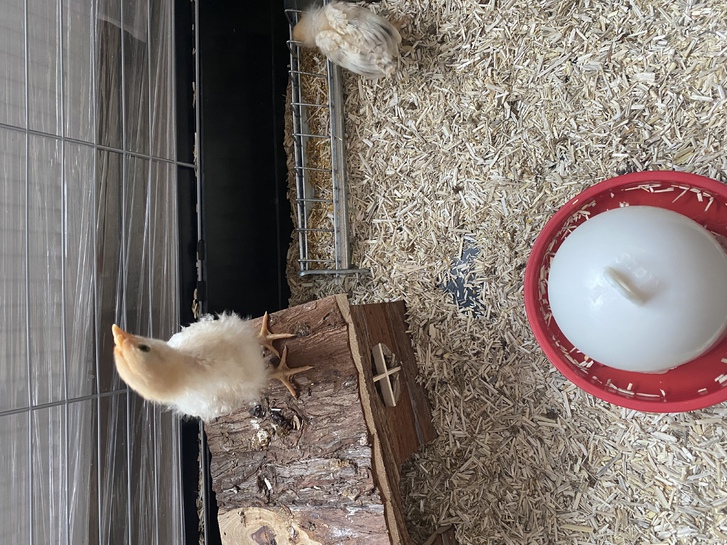 Küken Küken Tiere