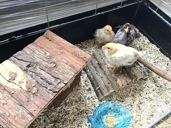 Küken 2 Küken Tiere 2