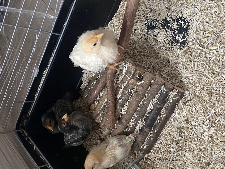 Küken 3 Küken Tiere 3