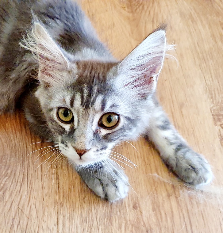 Maine Coon Kitten mit Stammbaum in blue-silver-tabby Maine Coon Kitten mit Stammbaum in blue-silver-tabby Tiere